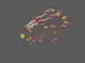 Cellepidoptera by Jon Draper