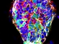 Reprogramming of Lung Epithelial Cells 2 by Lily Guo