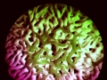 Ramen Noodles by Louis Ho