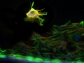 Fishing for Stem Cells by Renee Head