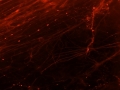 Spiderweb by Mohini Singh
