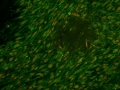 A shoal of cell in the night by Fabien Kawecki