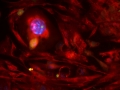 Cells See Me by Peter Szaraz