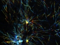 "Axon Firework" by Mohamad Khazaei