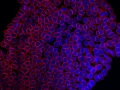 Loop Through the Cells" by Radhika Rao