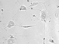 "Networking Stem Cells" by Shamsiya Trichur Khabeer