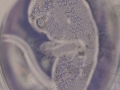 "One Cell" by Maria Abou Chakra