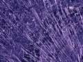 "Radial Web" by Rebecca McDonald