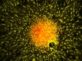 Astrocyte Astronomy