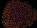 Bouquet of Cells
