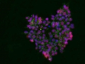 Cell Love