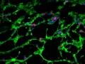 Generating Stem Cell Networks to Mend Broken Hearts
