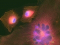 Monster Cells
