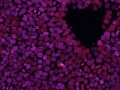 Your Cells Love You