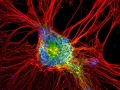 Exploring the Neural Web