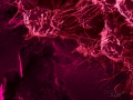 Human Stem Cells Bridging the Gap