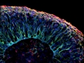 Neural Canopy