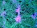 Neural Networks in Living Colour
