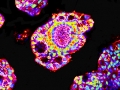Organoids Polarizing