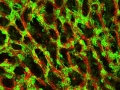 Reconstructing Microvascular Networks in a Dish
