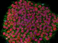 Bouquet-of-iPSCss43