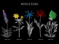 Lupann_Rieger_Muscle_Flora31