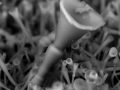 Stem Cell Research in Full Bloom
