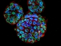 Microscopic Mickey Mouse