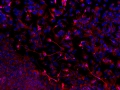 Dancing Dendrites Saturday Night Lights in the Synapse
