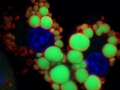 Glowing Globes of Glycerides