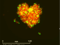 Love in Fluorescence Where Cells Meet, Mix, and Shape a Heart