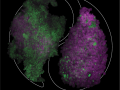 Yin and Yang of Stem Cell Differentiation