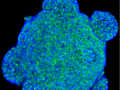 06-cells-I-see-2025