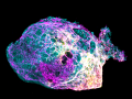 08-Junwang_Dreamfish-from-a-Human-3D-Vascularized-Cardiac-Organoid