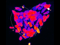 09-Bianchin_Love_at_first_Stem