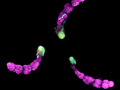 14-PranavSaligramaRamesh_Shaping-it-up-like-clockwork