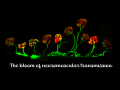 16-Tatiana-and-Jessica-The-bloom-of-neuromuscular-transmission