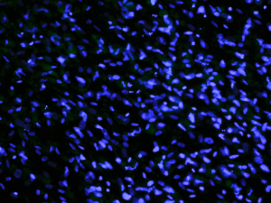 "Nucleic Shower" by Natalie Montwill